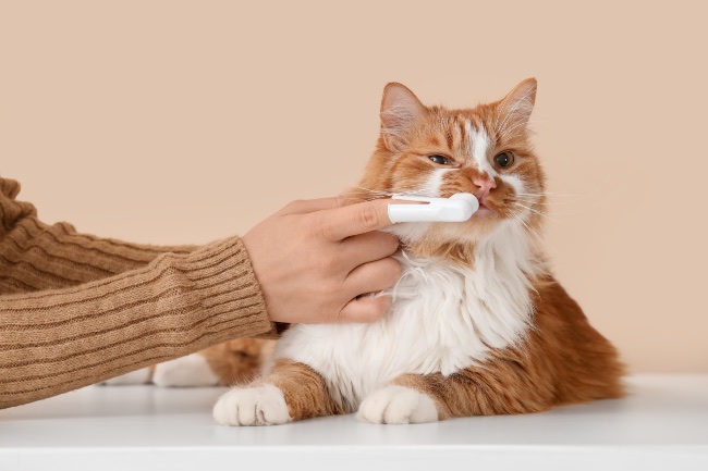 Rutina de limpieza dental en gatos
