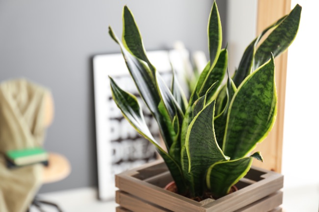 Sansevieria, perfecta para desear feliz año con plantas