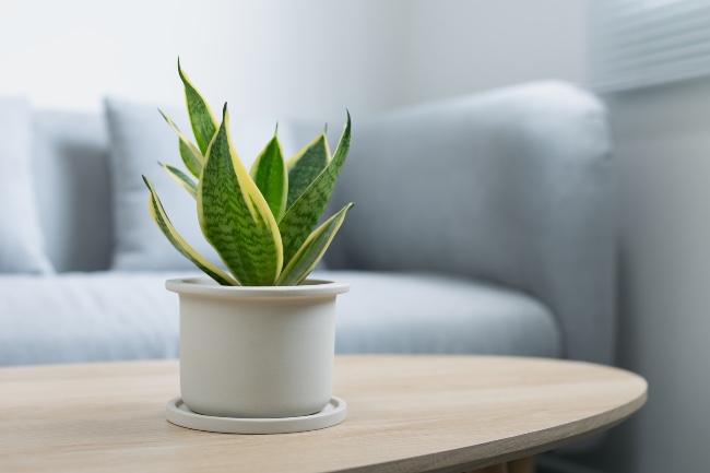 Sansevieria, una de las plantas de interior que soportan la calefacción