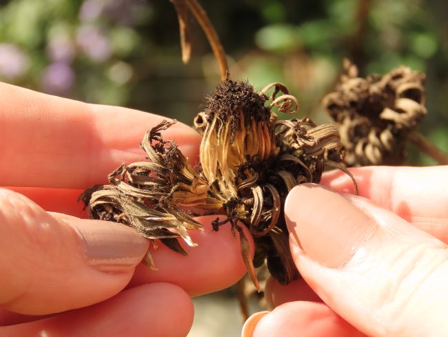 Conservar semillas de flores