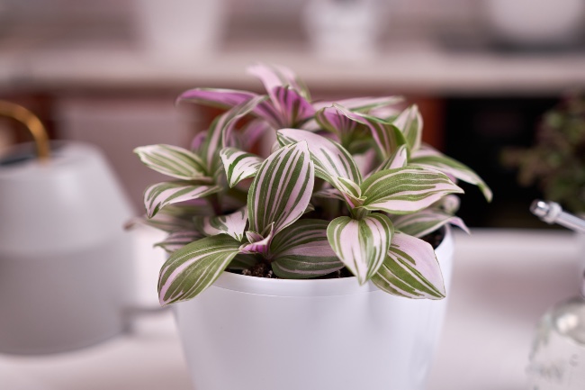 Tradescantia, una de las plantas de interior resistentes a la calefacción