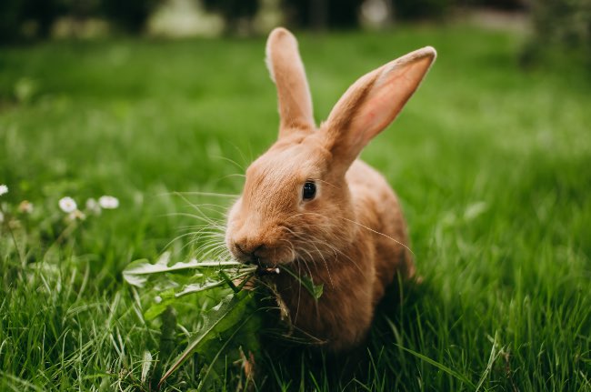 Qué comen los conejos está en Verdecora