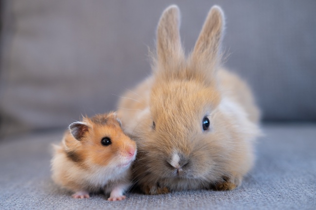 El error de pensar que el conejo es roedor.