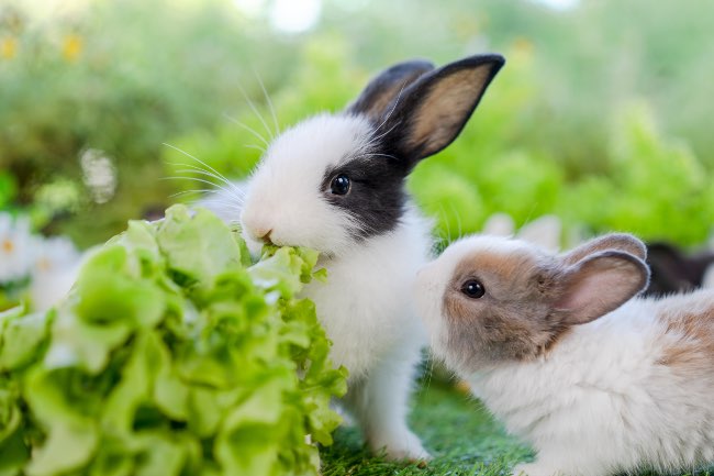 De qué se alimentan los conejos