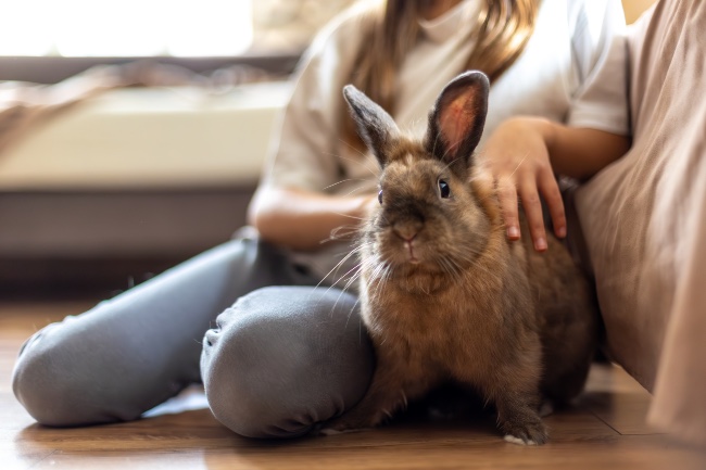 Por qué es un error pensar que los conejos son roedores