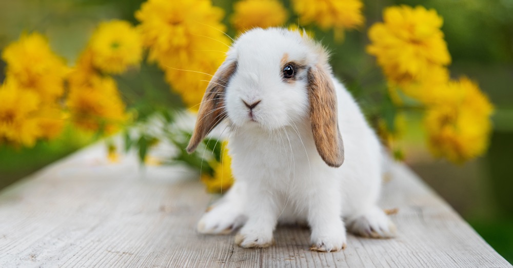 ¿Sabías que los conejos no son roedores? Descubre por qué