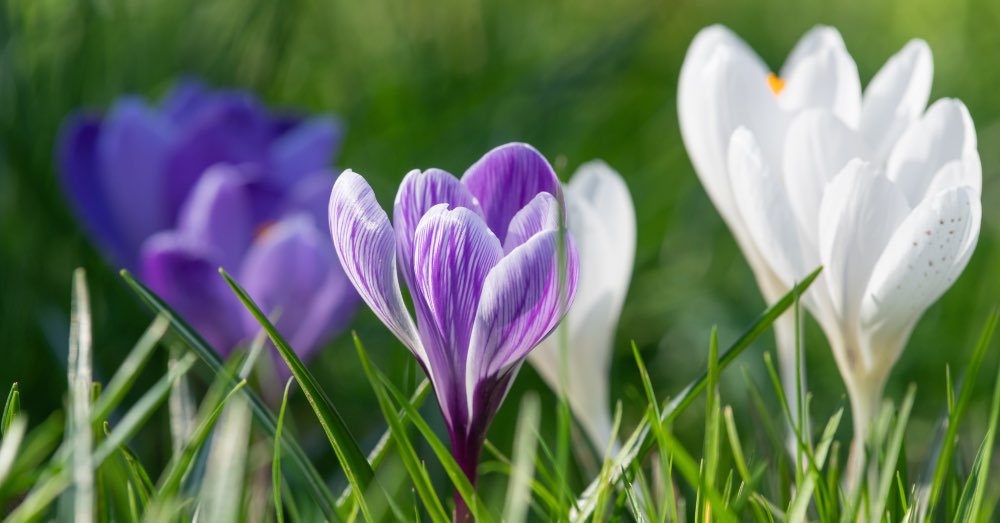 Cuidados del crocus, la flor avanzada de la primavera