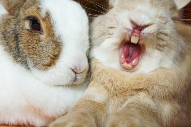 Diferencias entre los dientes del conejo y del roedor