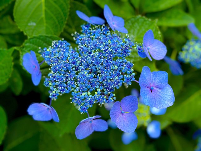 Hortensia de flores azules
