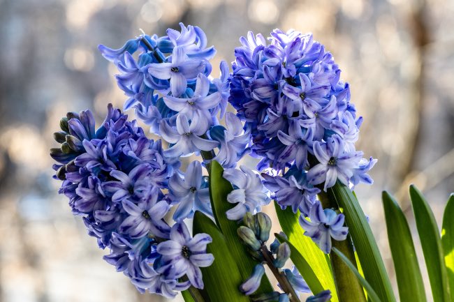 Jacinto de flores azules