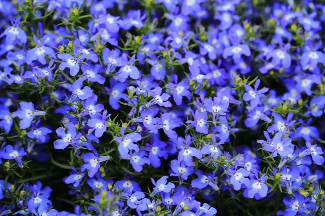 Lobelia