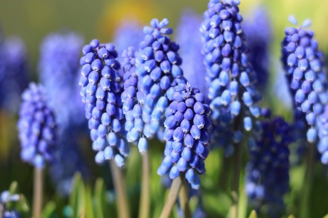 Muscari, una de las plantas azules con el color más puro.