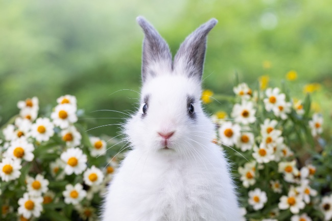 Diferencias de las orejas del conejo y el roedor