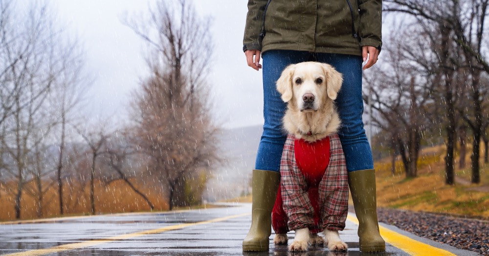 ¿Cómo les afectan a los perros los días de lluvia?