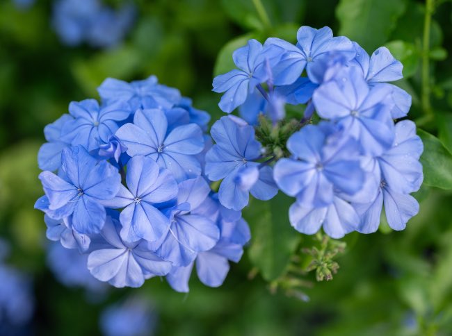 Plumbago