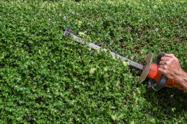 Herramientas para la poda del acebo