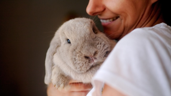 Qué come un conejo adulto
