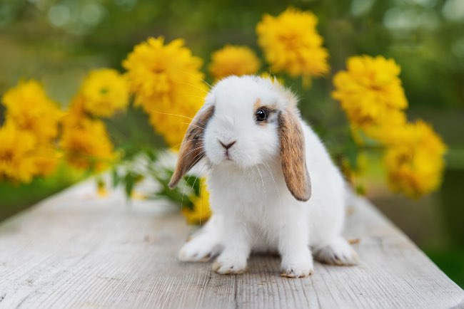 Qué come un conejo pequeño
