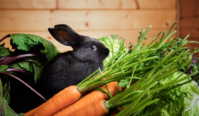 Frutas y verduras dulces que comen los conejos