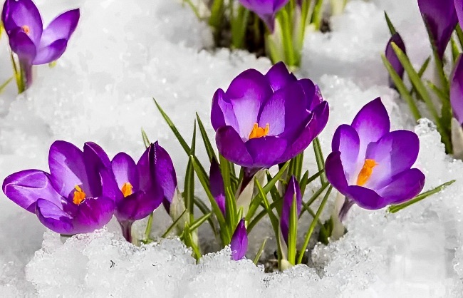 Cuidados del crocus