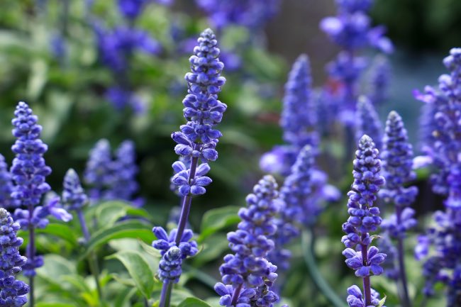 Salvia farinácea, una de las plantas azules más hermosas.