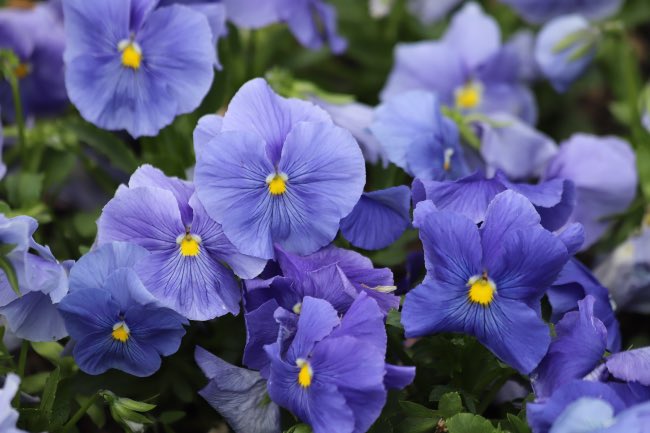 Viola de flores azules