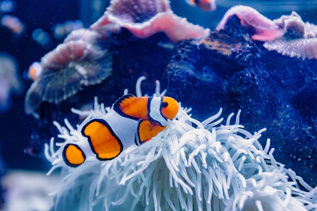 Cómo montar un acuario marino de arrecife