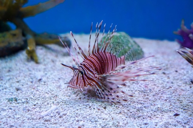 Cómo montar un acuario marino de roca y peces desde cero