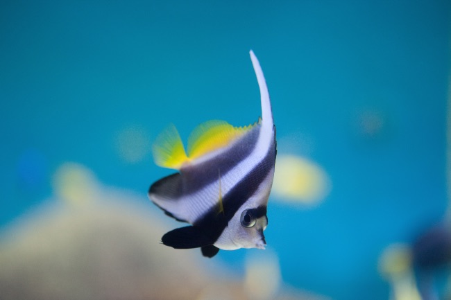 Acuario marino solo de peces