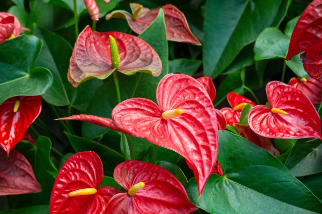Anthurium, una de las plantas de interior más populares.