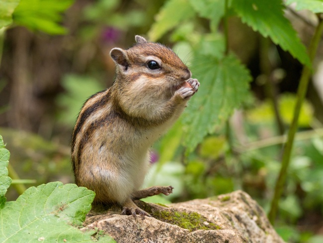 Ardilla coreana, uno de los roedores que no se pueden tener como mascota.