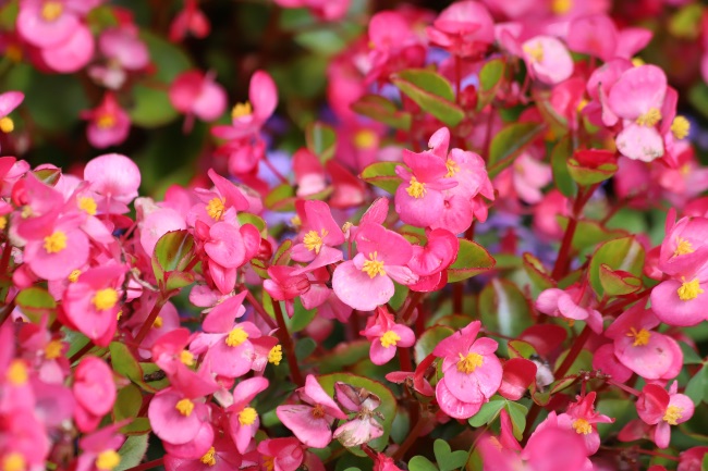 Begonia semperflorens