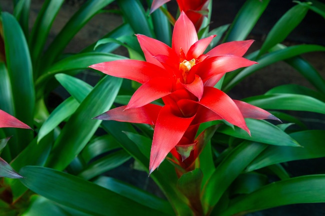 Bromelia