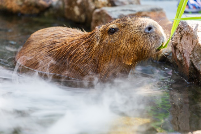 Capibara, uno de los roedores que no se puede tener como mascota