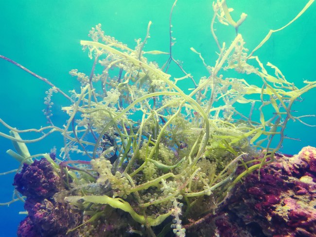 Caulerpa