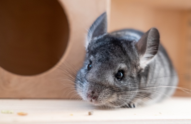 Chinchilla doméstica