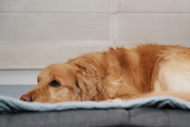 Cambios de comportamientos de perros y lluvia