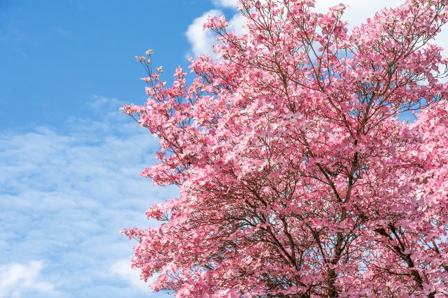 Copa de un árbol de cornejo en flor
