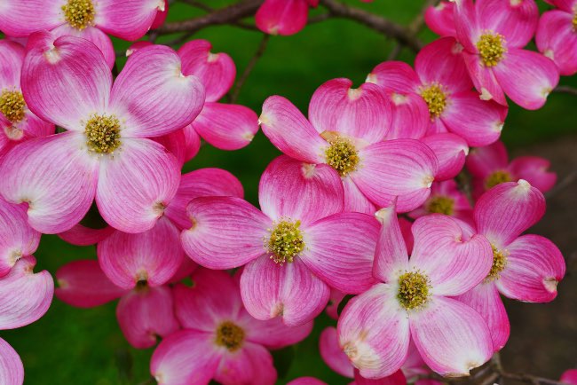 Flores de cornejo árbol o arbusto en primavera