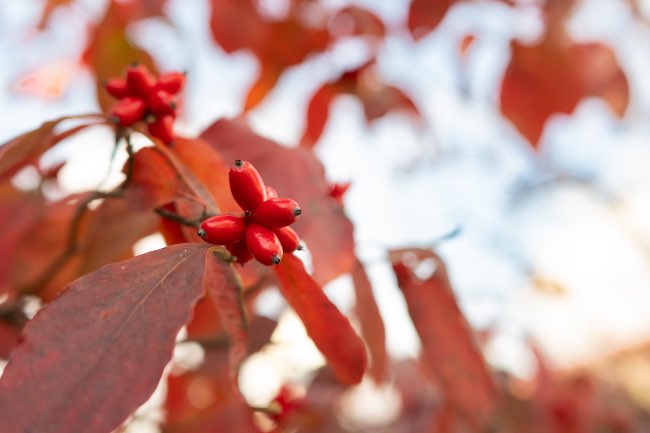 Planta de cornejo en otoño