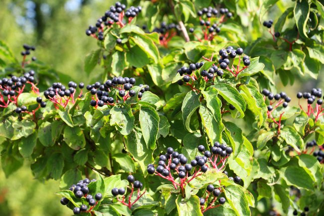 Cornejo árbol o arbusto en verano.