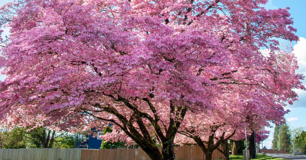 Cuidados del árbol cornejo o cornus para disfrutarlo todo el año