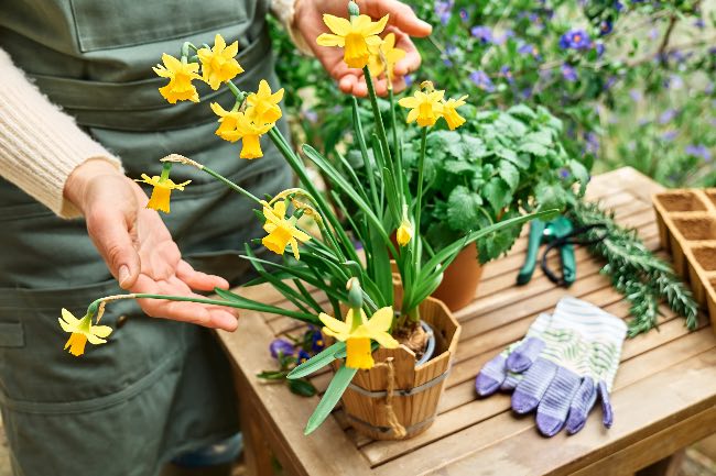 Cuidado de los narcisos en maceta