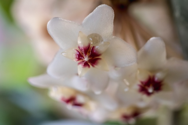 Flor de cera