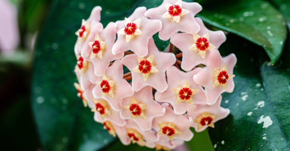Cuidados de la flor de cera u hoya carnosa