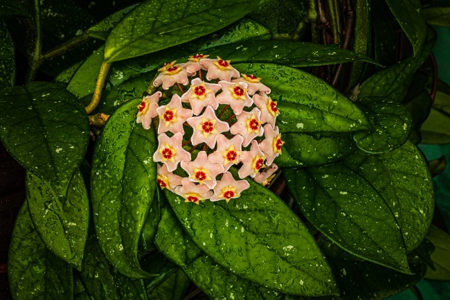 La humedad, clave en los cuidados de la flor de cera