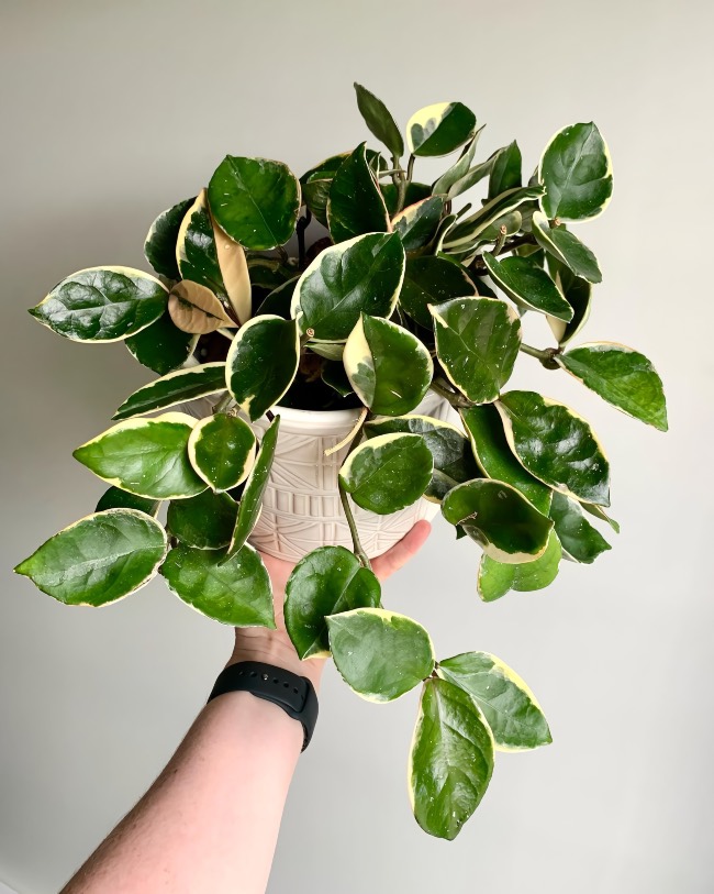 Hojas de Hoya carnosa