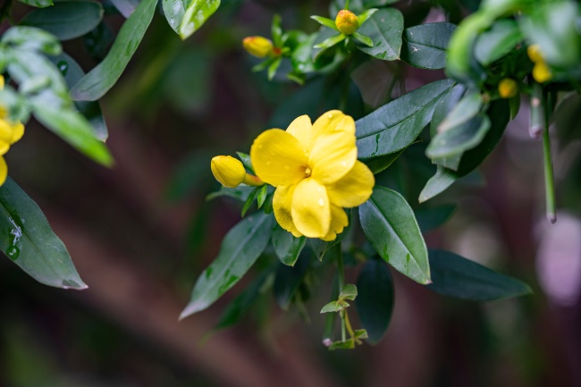 Jazmín amarillo.