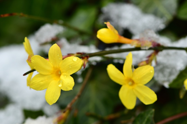 Jazmín de invierno.