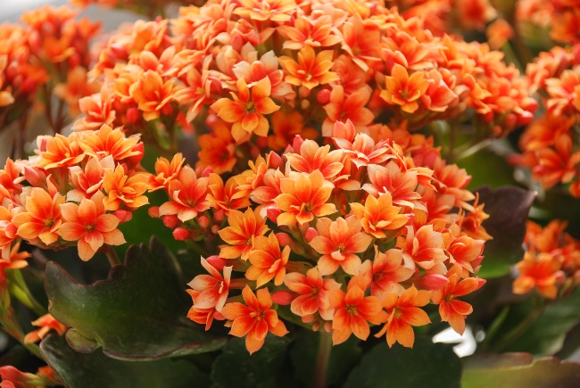 Kalanchoe